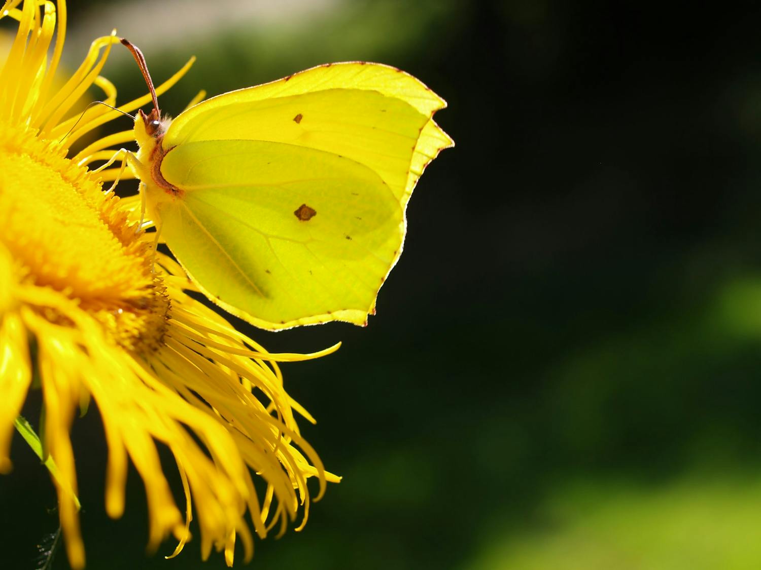 Citronsommerfugl fotograferet på solsikke